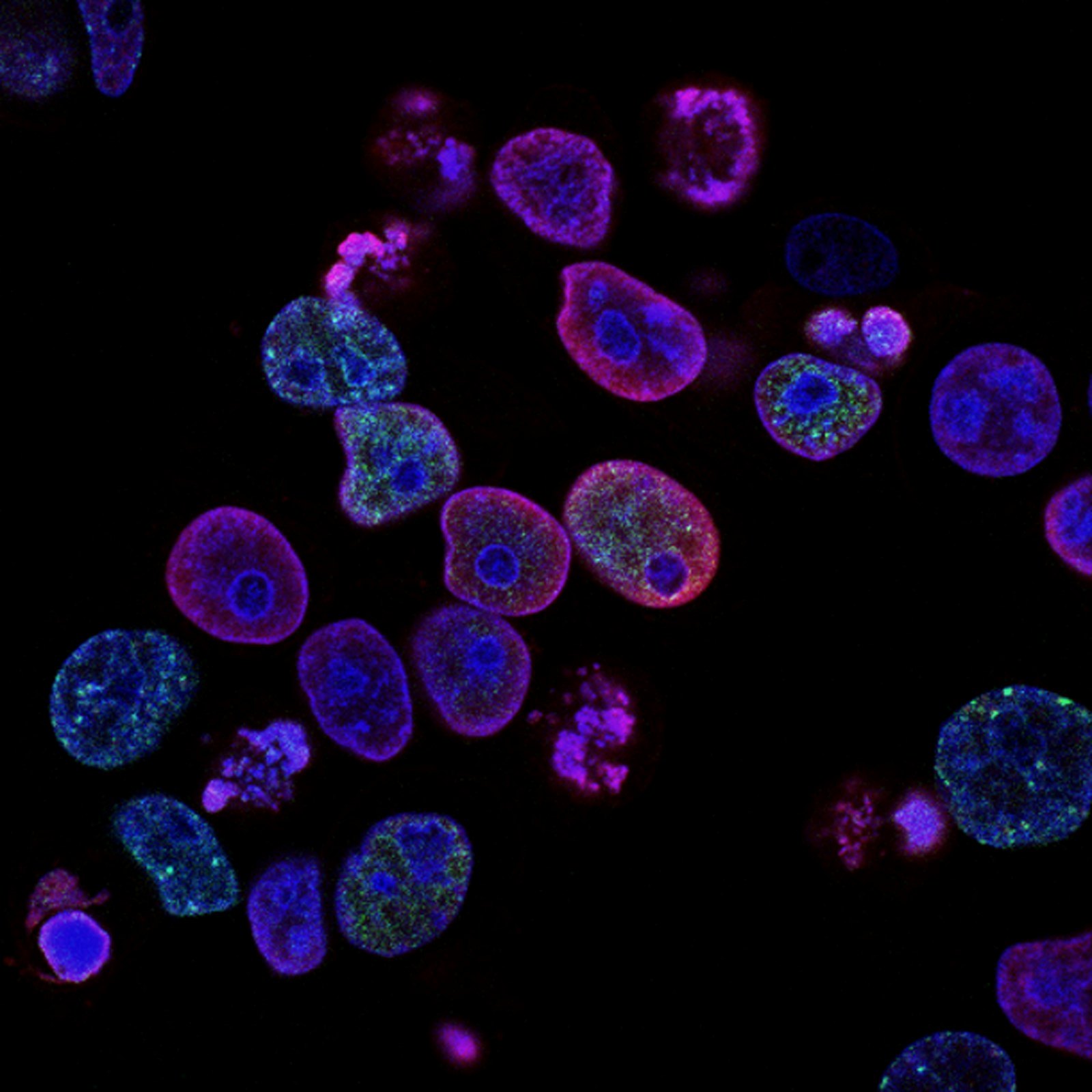 Pathology & Lab Solutions